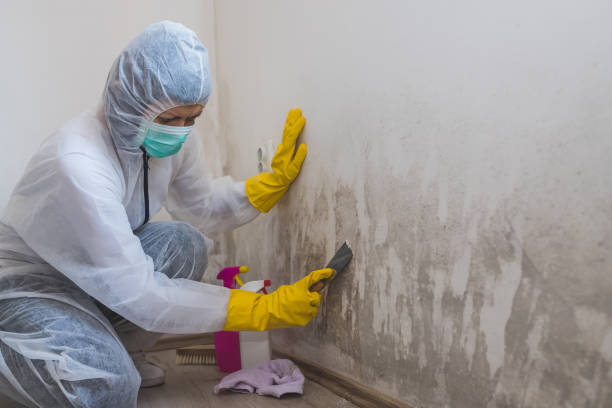 Environmental Consulting for Mold Prevention in Wedgefield, SC