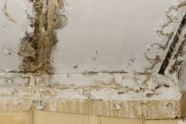 Best Water Damage & Mold Remediation  in Wedgefield, SC