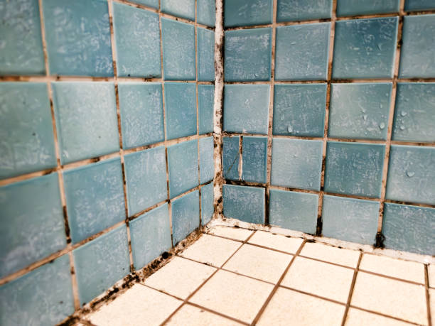 Best Industrial Mold Remediation  in Wedgefield, SC